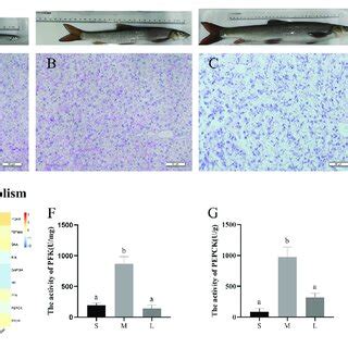 | PAS staining and glycogen content in liver of S. prenanti at three... | Download Scientific ...