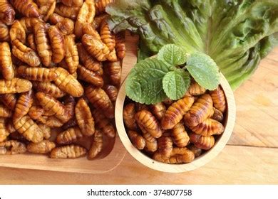 Food Of The Silkworm Images Stock Photos Vectors Shutterstock