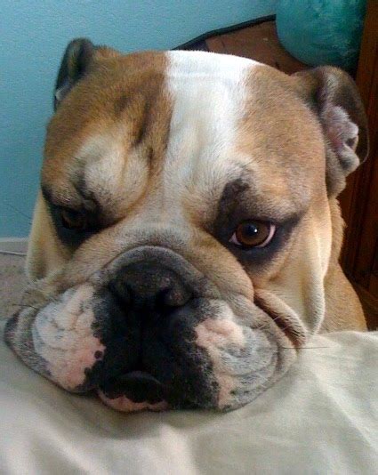 English Bulldog Health: English Bulldog Swollen Lymph Nodes was not cancer