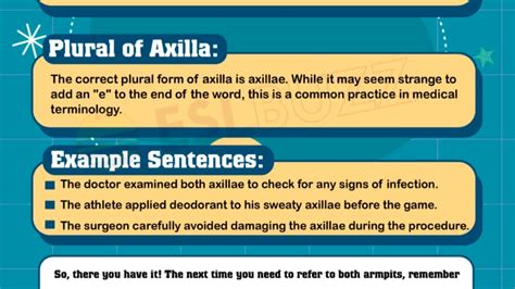 Plural Of Bacteria A Quick Guide For English Learners Eslbuzz