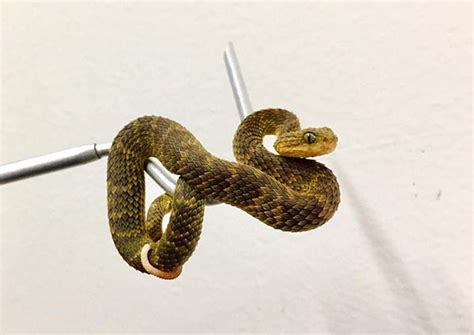 The Variable Bush Viper (Atheris Squamigera) – Ultimate Exotics