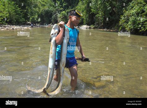 Giant Freshwater Eel