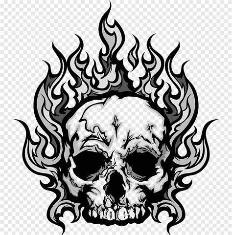 Skull Graphy Cranial Skeleton Monochrome Head Png Pngegg