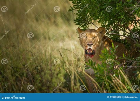 Lioness In The Wilderness Of Africa Stock Photo Image Of Dangerous