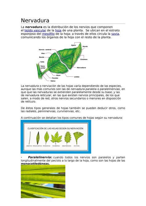 Nervadura Borrador Es Para Una Exp Nervadura La Nervadura Es La