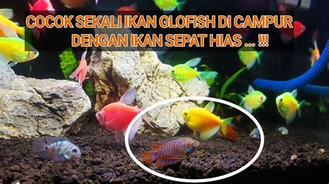 Cocok Sekali Ikan Glofish Di Campur Dengan Ikan Sepat Hias Youtube