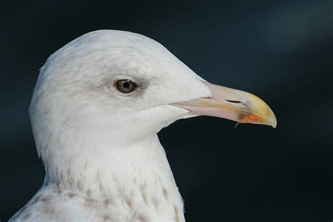 Fotos Gratis Pájaro Ala Blanco Animal Ave Marina Fauna Silvestre