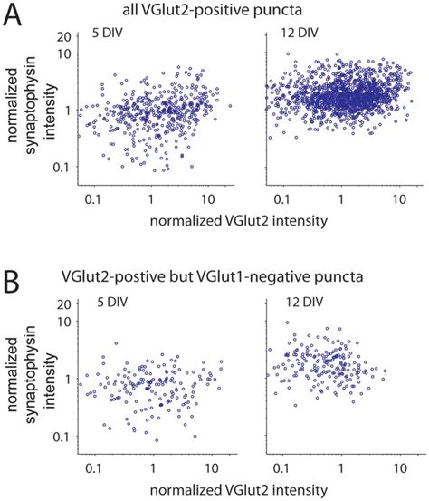 A Scatter Plots Of Vglut2 Versus Synaptophysin At 5 Left And 12