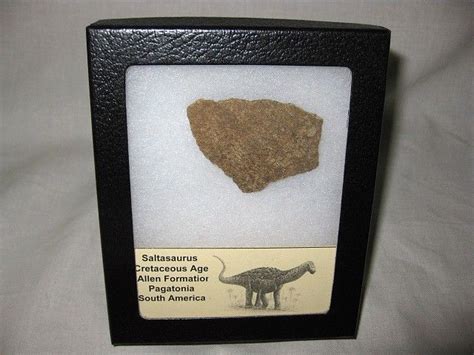 Saltasaurus Dinosaur Egg #8 | Dinosaur, Dinosaur eggs, Fossils