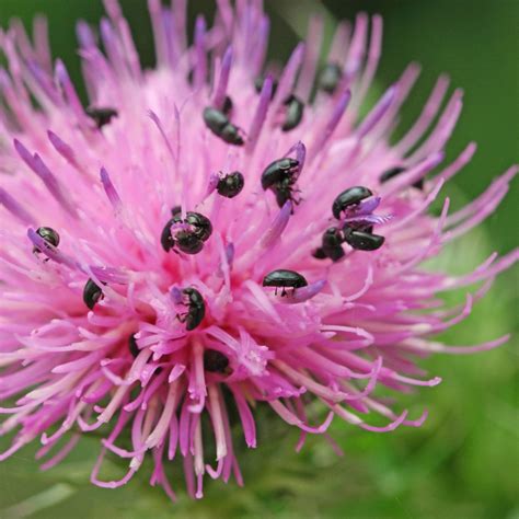 Gemeine Kratzdistel Cirsium Vulgare