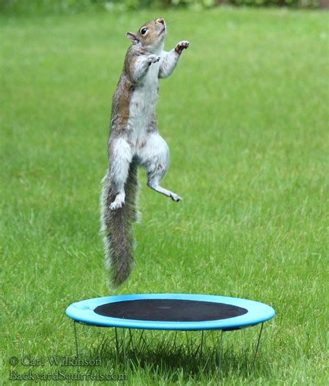 Squirrels Jumping On Trampoline Backyard Squirrels Com