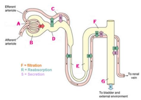 Renal System Phys Practice Qs Flashcards Quizlet