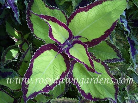 Saturns Rings Coleus Rosy Dawn Gardens