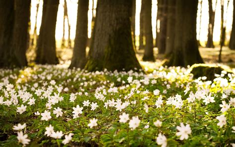 Fr Hling Wallpaper Spring Desktop Wallpaper Forest Wallpaper