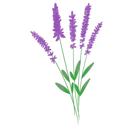 Beautiful Lavender Png Lavanda Roxa Flores De Lavanda Imagem Png E