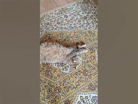 КОРАБЛЬ ПО МОРЮ ПЛЫВЁТ, ЗОВЁТСЯ ЧАЙНЫЙ КОТЕЛОК, РЕВУТ ВЕТРА В ВОДЕ ...