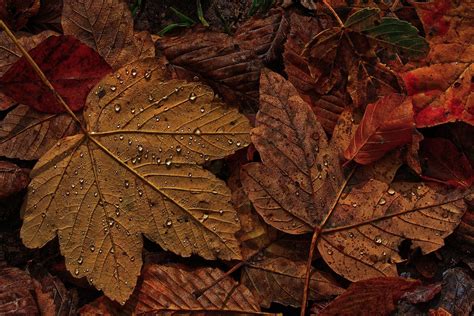 Guide to fall leaf photography — Mark Warnes Photography