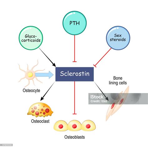 Sclerostin Is Secreted By Osteocytes And Inhibits Bone Formation Stock Illustration - Download ...