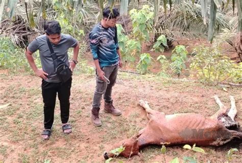 6 Lembu Mati Dipercayai Dibaham Harimau Penternak Rugi Lebih RM10 000