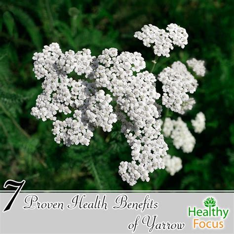 Proven Health Benefits Of Yarrow Healthy Focus