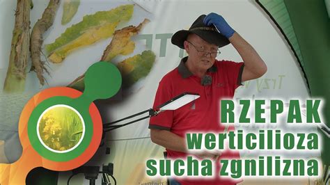 Zagrożenia dla upraw rzepaku sucha zgnilizna kapustnych