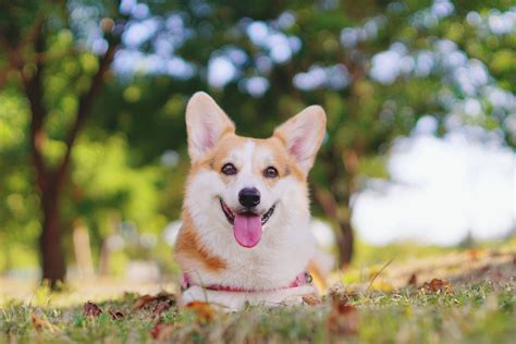 Warning Extremely Cute Dog Enjoy Adorable Hd Wallpapers Of Corgi Dogs