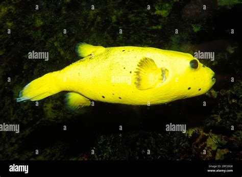 Golden Puffer Guineafowl Puffer Arothron Meleagris Spotted