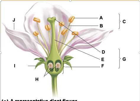 Dicot Flower Parts Diagram | Quizlet