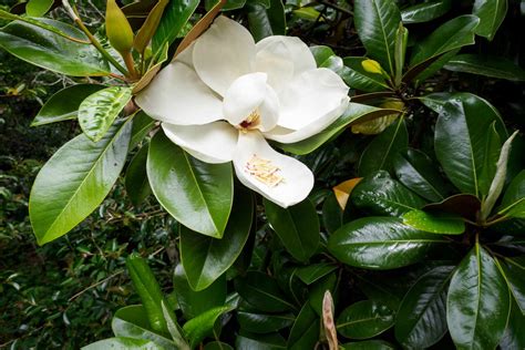 Magnolia Grandiflora Magnolia Alveolo Forestale Vivai Mola Della