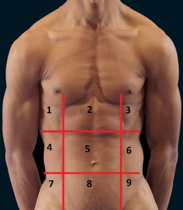 Anatomy Lab Exam Flashcards Quizlet