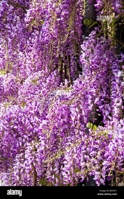 Close Up Of Purple Flowering Chinese Wisteria Sinensis Stock Photo Alamy