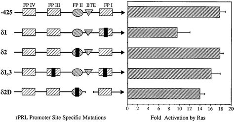 Effect Of Site Directed Mutagenesis Of The Proximal GHF 1 Binding Sites