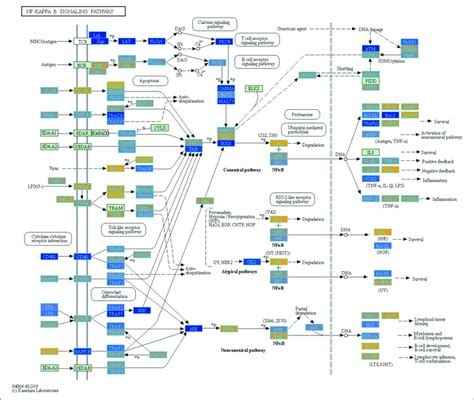 Highlighted Nf Kappa B Signaling Kegg Pathway Hsa With