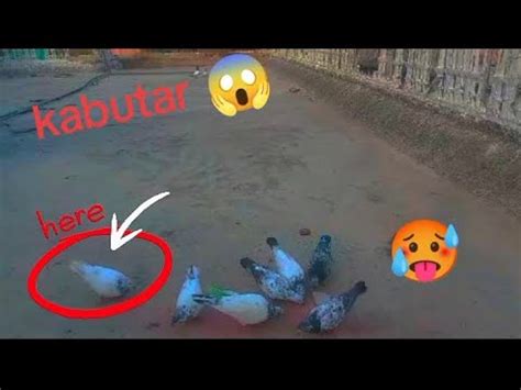 My First Vlog With My Kabutar Aseel Murga Birds Youtube