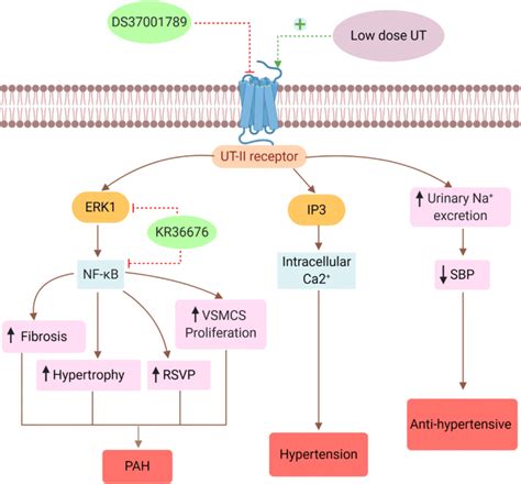 Role Of Urotensin Receptor In Hypertension The Inhibition Of The UT II