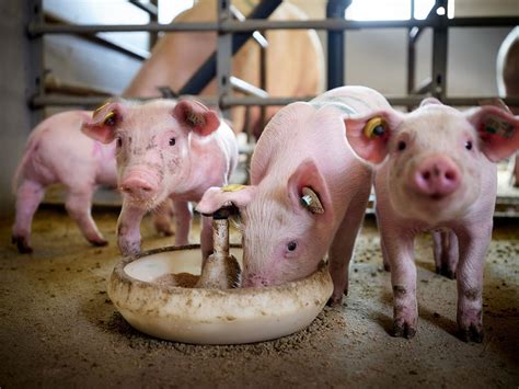 Fly Larvae Can Replace Soybean Meal In Pigs Pig Progress