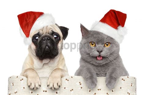 Cat Dog Funny Hats Wallpaper Background Best Stock Photos - Image ID ...