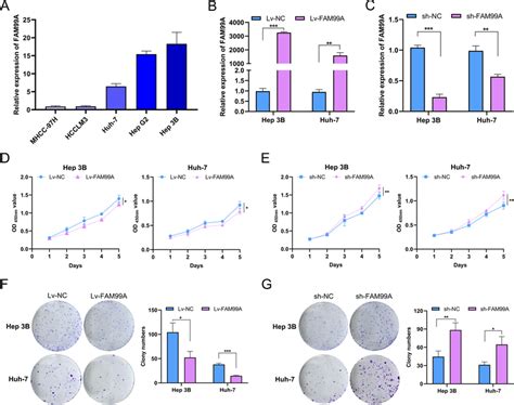 FAM99A Suppresses The Proliferation Ability Of HCC Cells In Vitro A