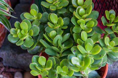 9 Reasons To Prune A Jade Houseplant And How To Do It Gardener’s Path