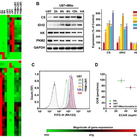 Effects Of Mitochondrial Transplantation On Energy Metabolic Phenotype