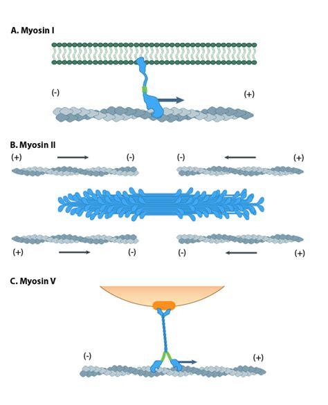 What Is Myosin Mechanobiology Institute National University Of