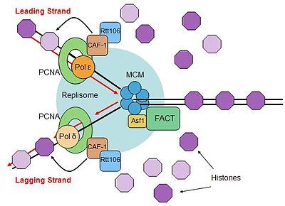 Eukaryotic DNA replication - Wikipedia