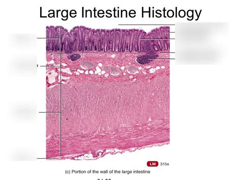 Large Intestine Histology Regions Diagram Quizlet