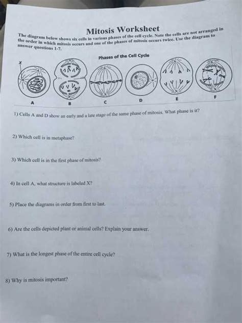 Cell Division Worksheets Answer Key