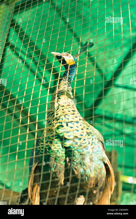 Green Peafowl Or Javan Peafowl Pavo Muticus Breeds From Burma East To