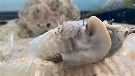 New Museum Research On Crown Conch Egg Capsules