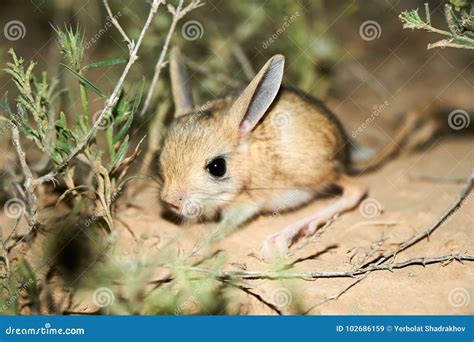 Jerboa Jaculus The Jerboa Are A Steppe Animal And Lead A Nocturnal