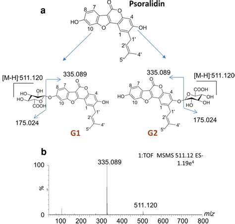 Regio And Isoform Specific Glucuronidation Of Psoralidin Evaluation