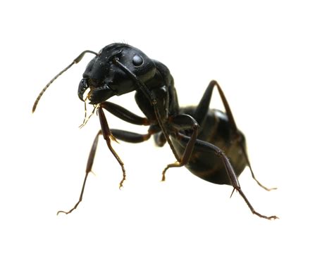 Carpenter Ants - NJ Exterminator | All Seasons Pest Control New Jersey