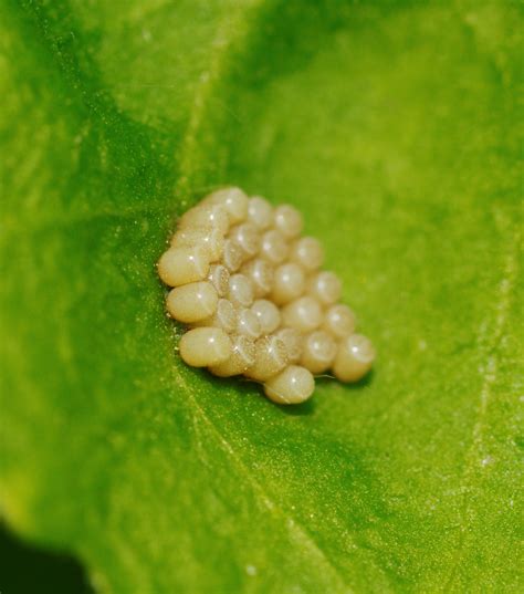 File2012 05 24 15 14 51 Insect Eggs